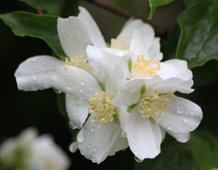 Mock Orange After the Rain